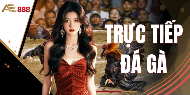 Trực Tiếp Đá Gà